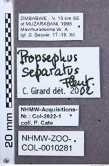 Etikette zu Propsephus separatus (NHMW-ZOO-COL-0010281)